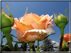 foto Rose